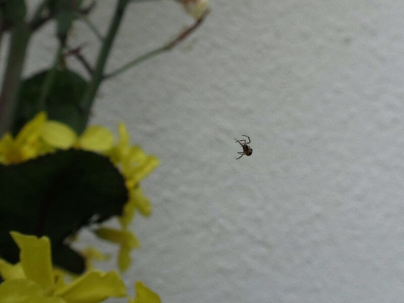 File:Zygiella x-notata 10.jpg