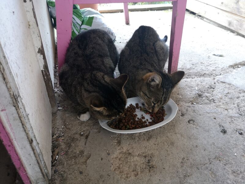 File:Felis catus 28.jpg