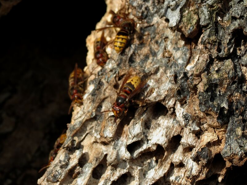 File:Vespa crabro 06.jpg