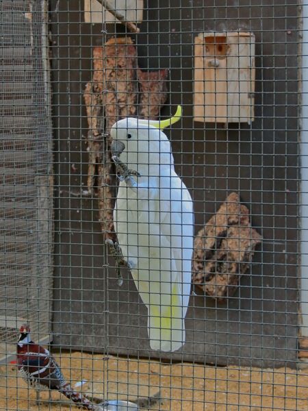 File:Cacatua galerita 01.jpg