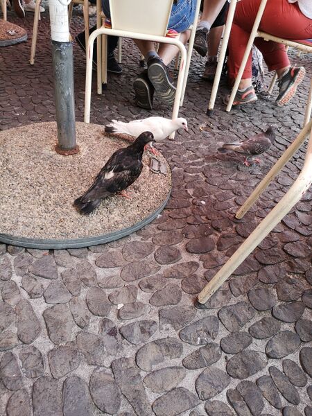 File:Columba livia 01.jpg