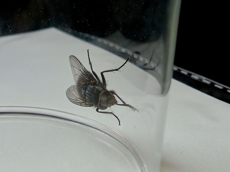 File:Calliphora vicina 06.jpg