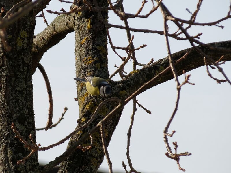 File:Cyanistes caeruleus 15.jpg