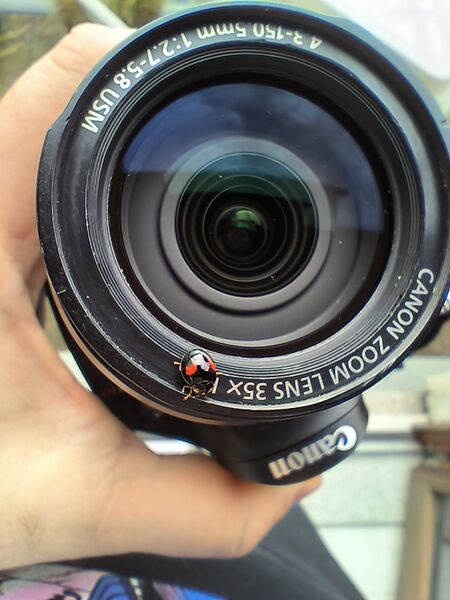 File:Harmonia axyridis 12.jpg