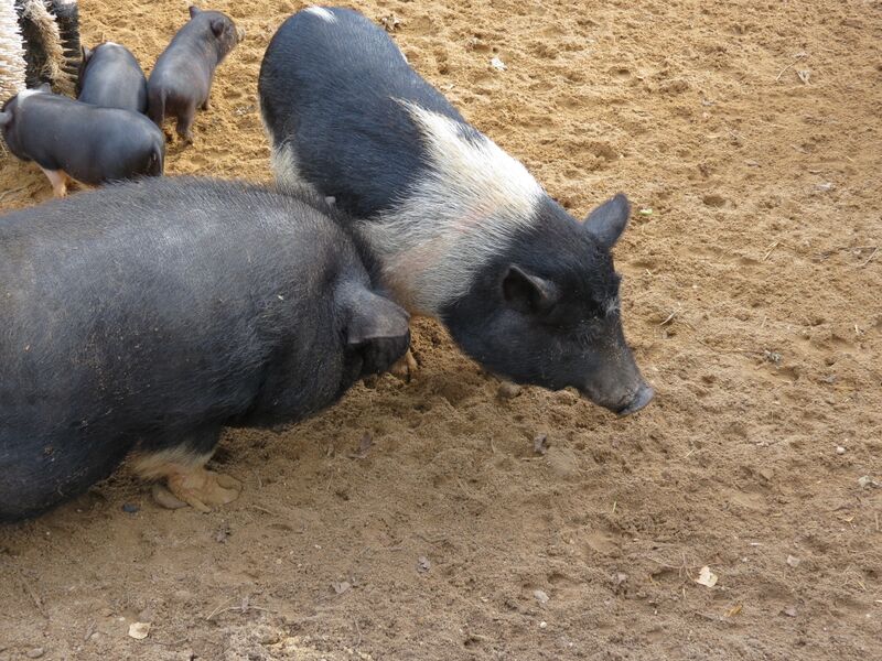 File:Sus scrofa 01.jpg