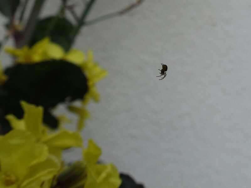 File:Zygiella x-notata 09.jpg