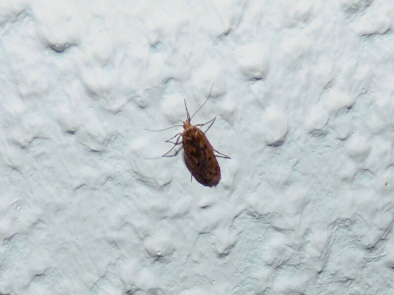 File:Hofmannophila pseudospretella 01.jpg