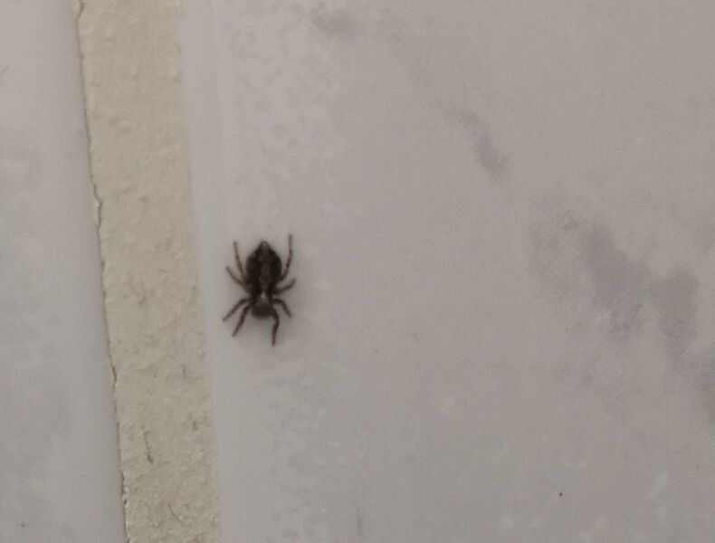 File:Pseudeuophrys lanigera 03.jpg