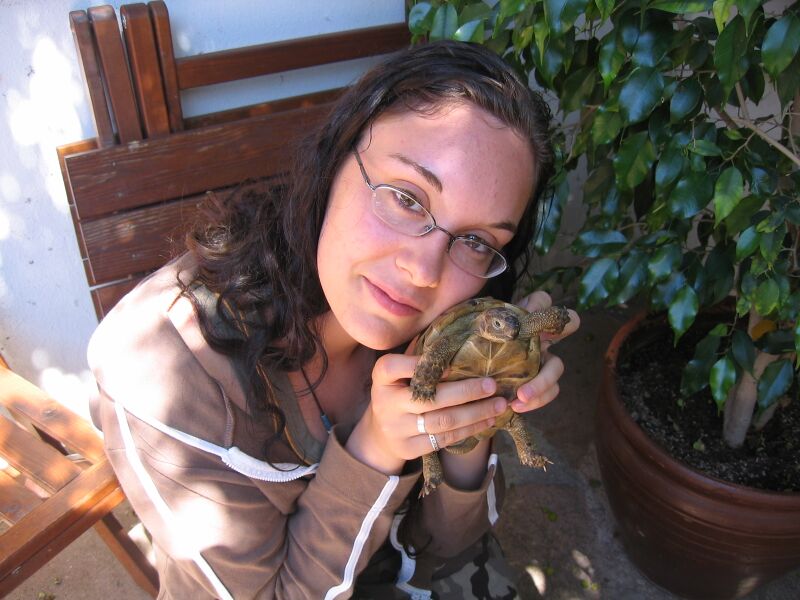 File:Testudo graeca 01.jpg