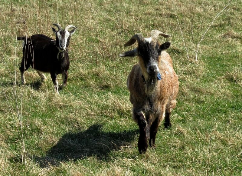 File:Capra hircus 20.jpg