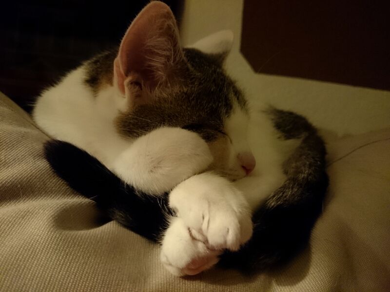 File:Felis catus 15.jpg