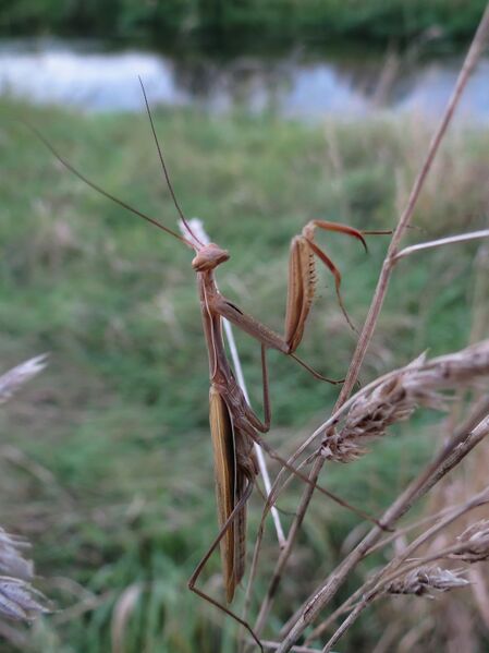 File:Mantis religiosa 01.jpg