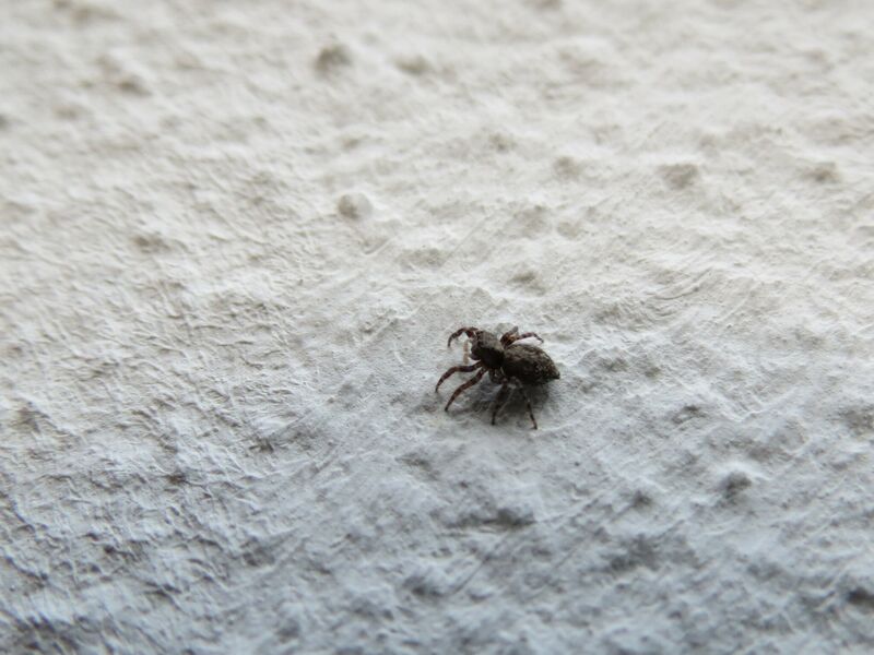 File:Pseudeuophrys lanigera 26.jpg