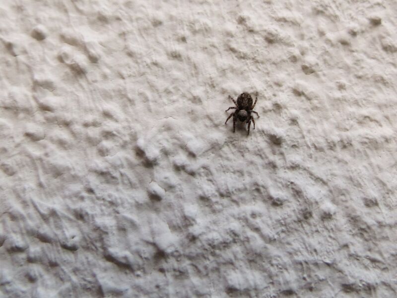 File:Pseudeuophrys lanigera 27.jpg