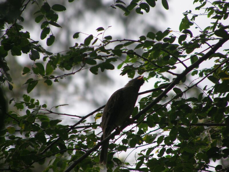 File:Hypsipetes crassirostris 07.jpg