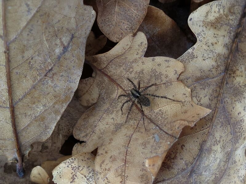 File:Pardosa amentata 01.jpg