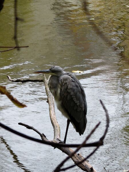 File:Ardea cinerea 05.jpg