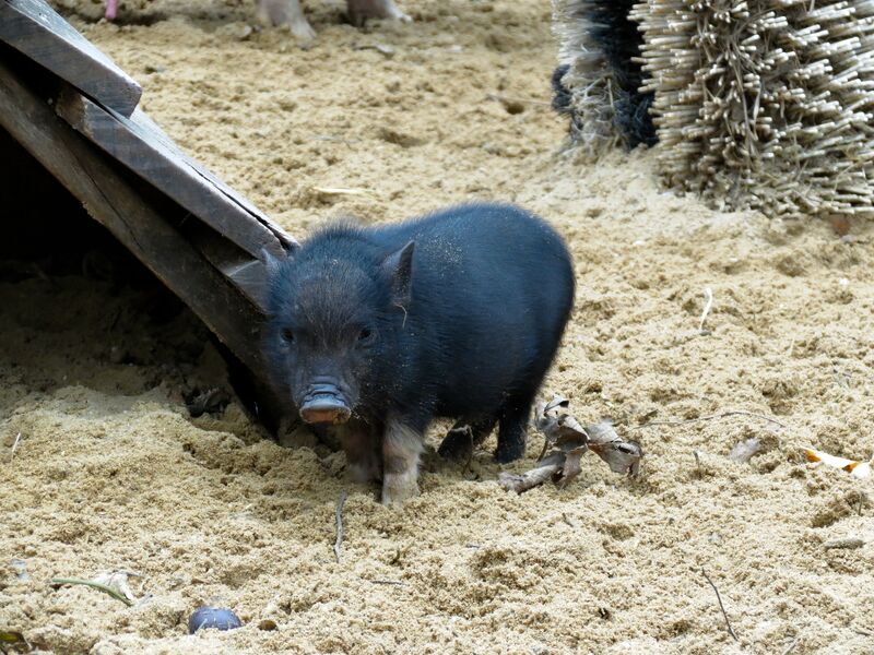 File:Sus scrofa 09.jpg
