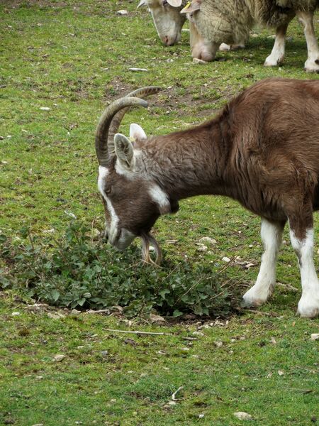 File:Capra hircus 11.jpg