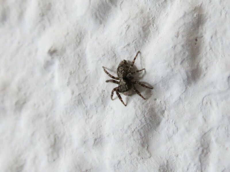 File:Pseudeuophrys lanigera 14.jpg