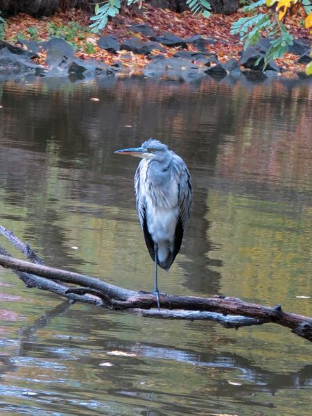 File:Ardea cinerea 08.jpg