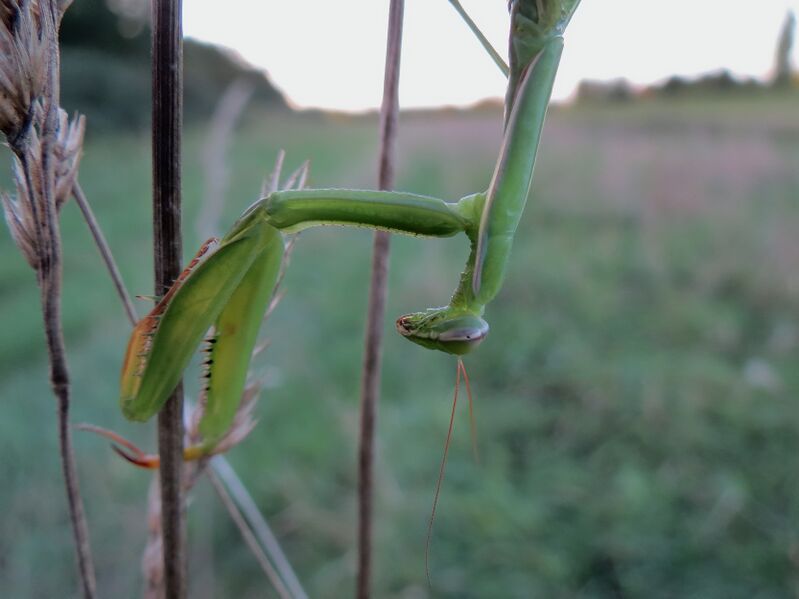 File:Mantis religiosa 09.jpg