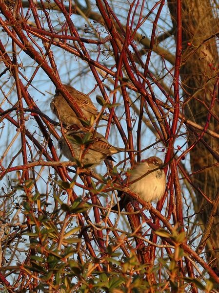 File:Passer domesticus 11.jpg