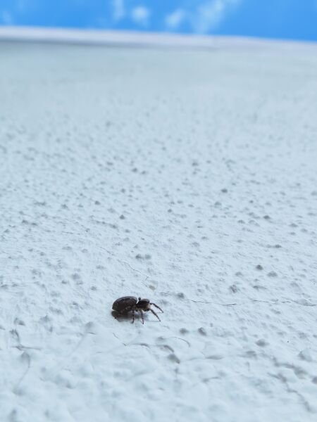 File:Pseudeuophrys lanigera 32.jpg