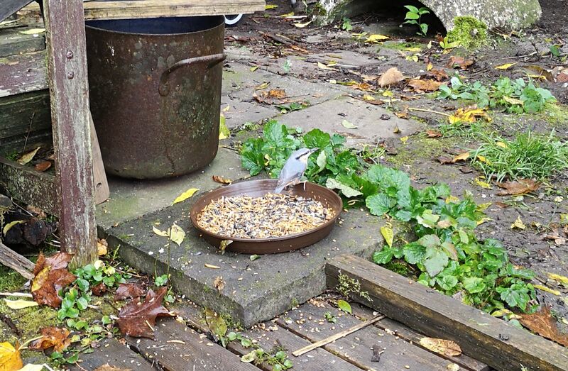 File:Sitta europaea 03.jpg