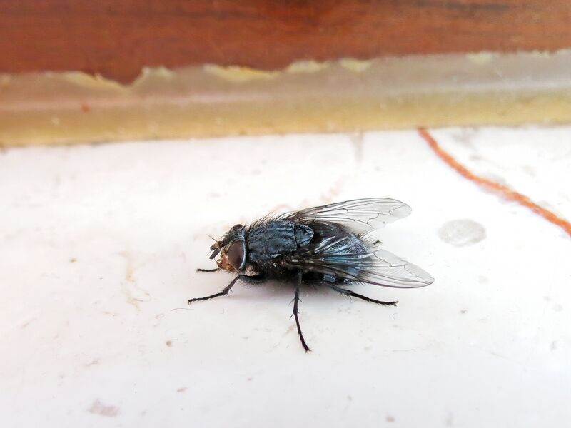 File:Calliphora vicina 04.jpg