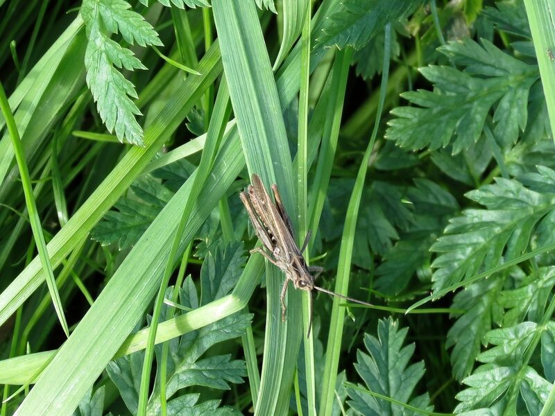 File:Chorthippus brunneus 01.jpg