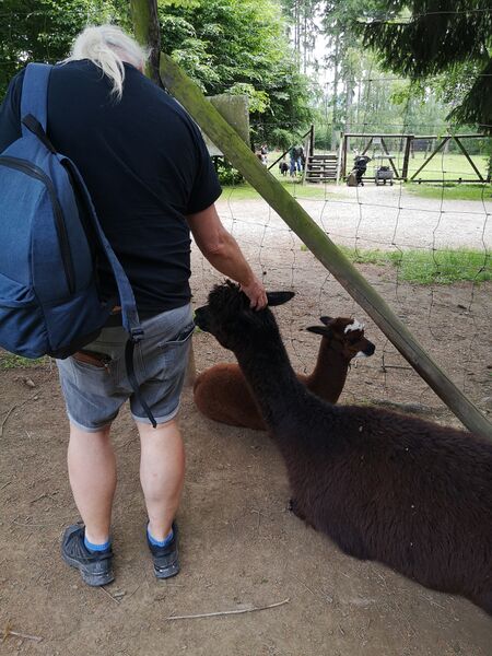 File:Lama pacos 05.jpg