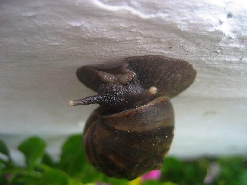 File:Lissachatina fulica 04.jpg