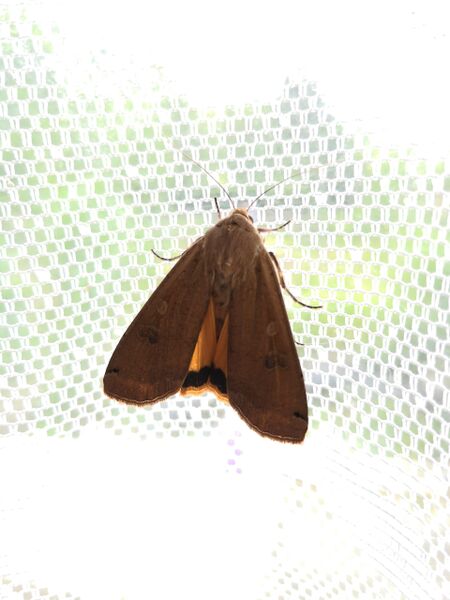 File:Noctua pronuba 02.jpg