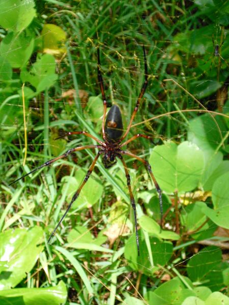 File:Trichonephila inaurata 06.jpg