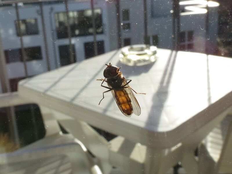 File:Episyrphus balteatus 05.jpg