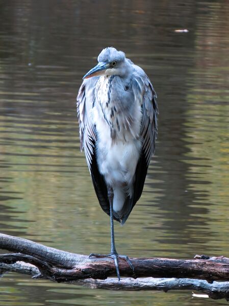 File:Ardea cinerea 07.jpg