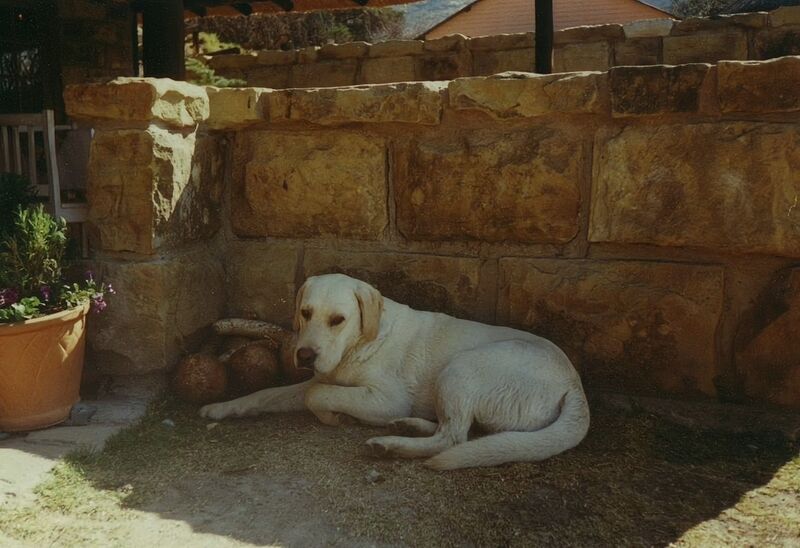 File:Canis familiaris 22.jpg