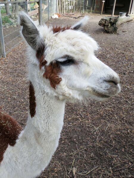 File:Lama pacos 01.jpg