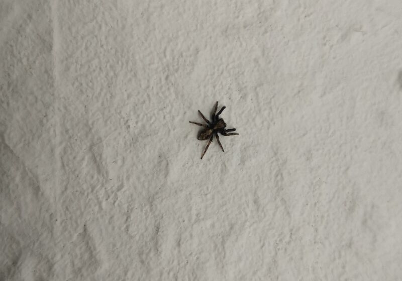 File:Pseudeuophrys lanigera 05.jpg