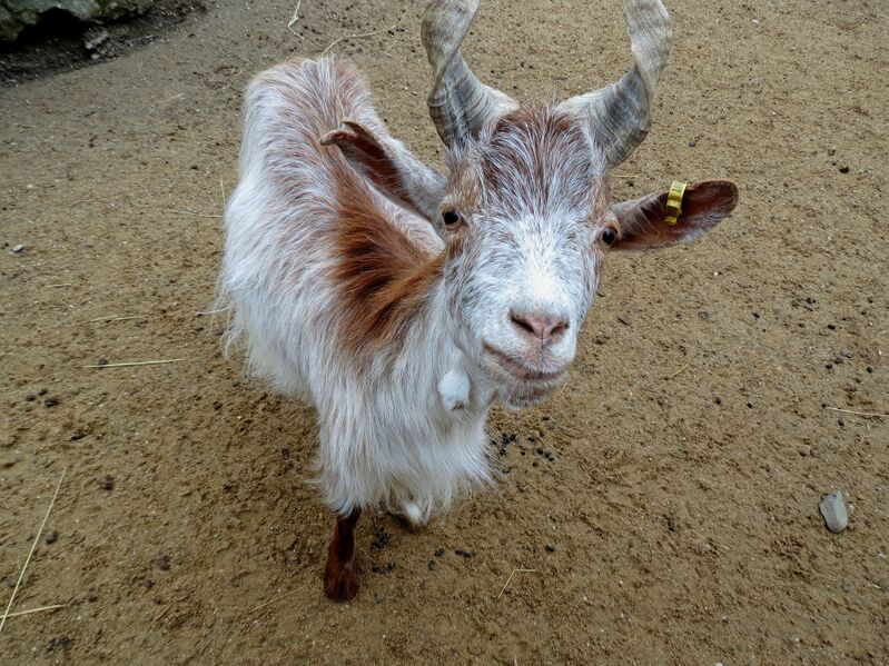 File:Capra hircus 01.jpg