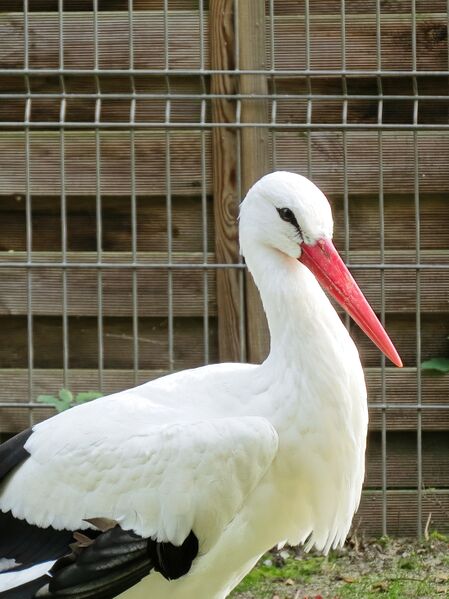 File:Ciconia ciconia 01.jpg
