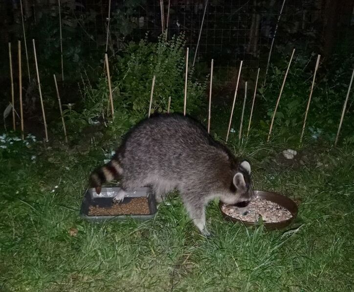 File:Procyon lotor 05.jpg