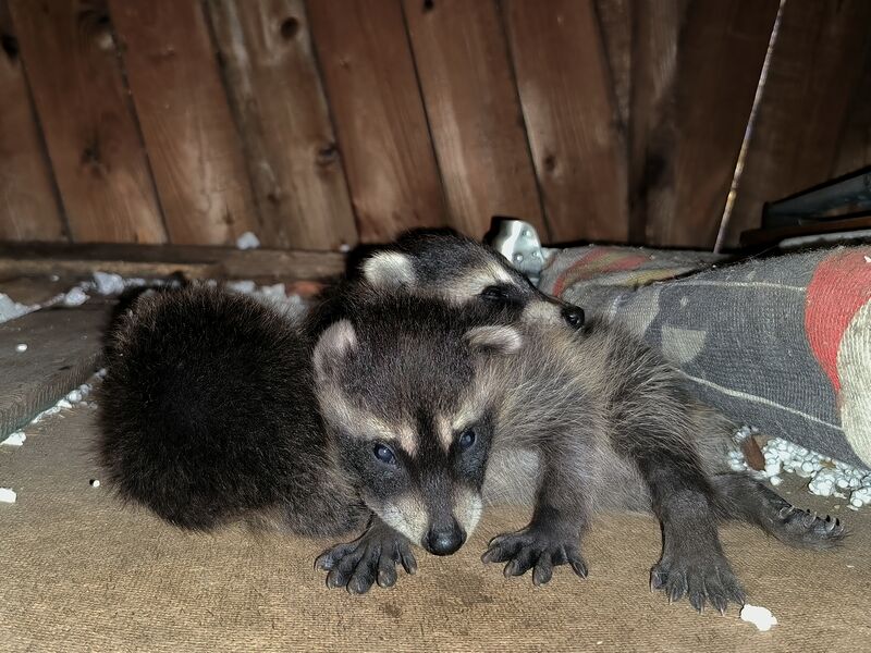 File:Procyon lotor 17.jpg