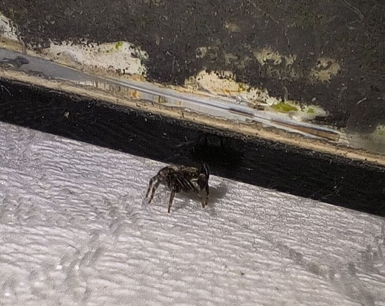 File:Pseudeuophrys lanigera 25.jpg