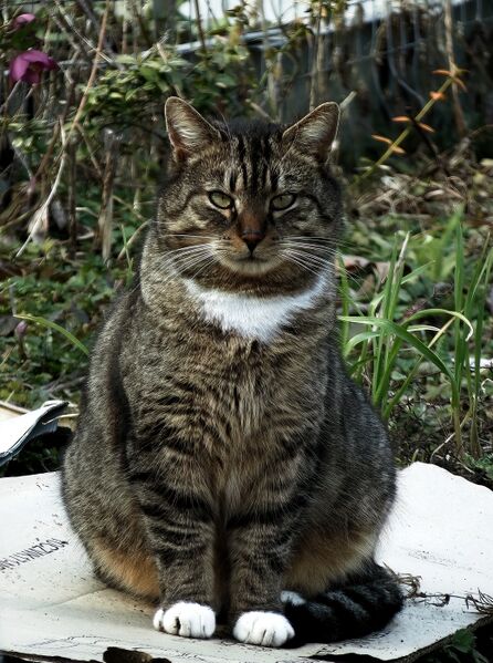 File:Felis catus 21.jpg