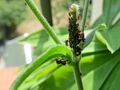 ants herding aphids 02