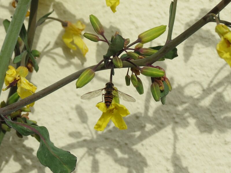 File:Episyrphus balteatus 13.jpg