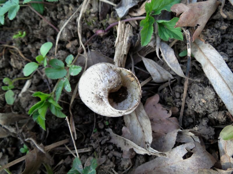 File:Helix pomatia 13.jpg