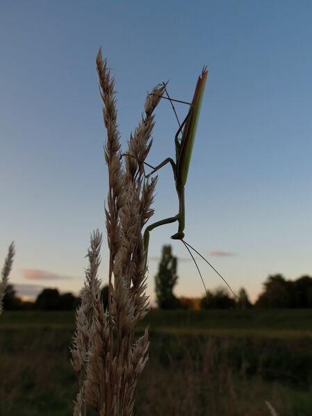 File:Mantis religiosa 04.jpg